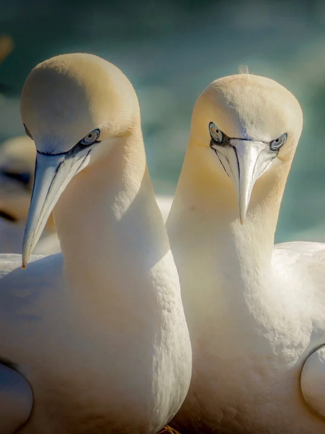 northern-gannet-g2ececeb8b-1920.jpg