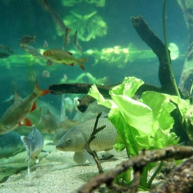 Aquarium Des Curieux De Nature