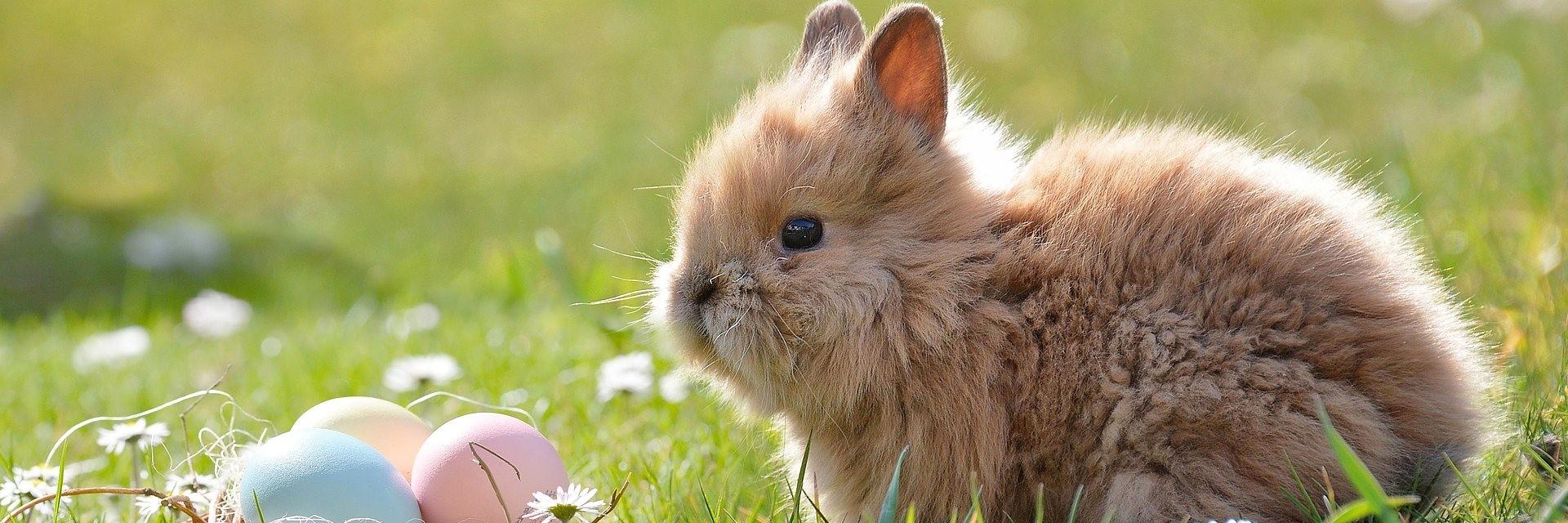 Chasse aux œufs de Pâques