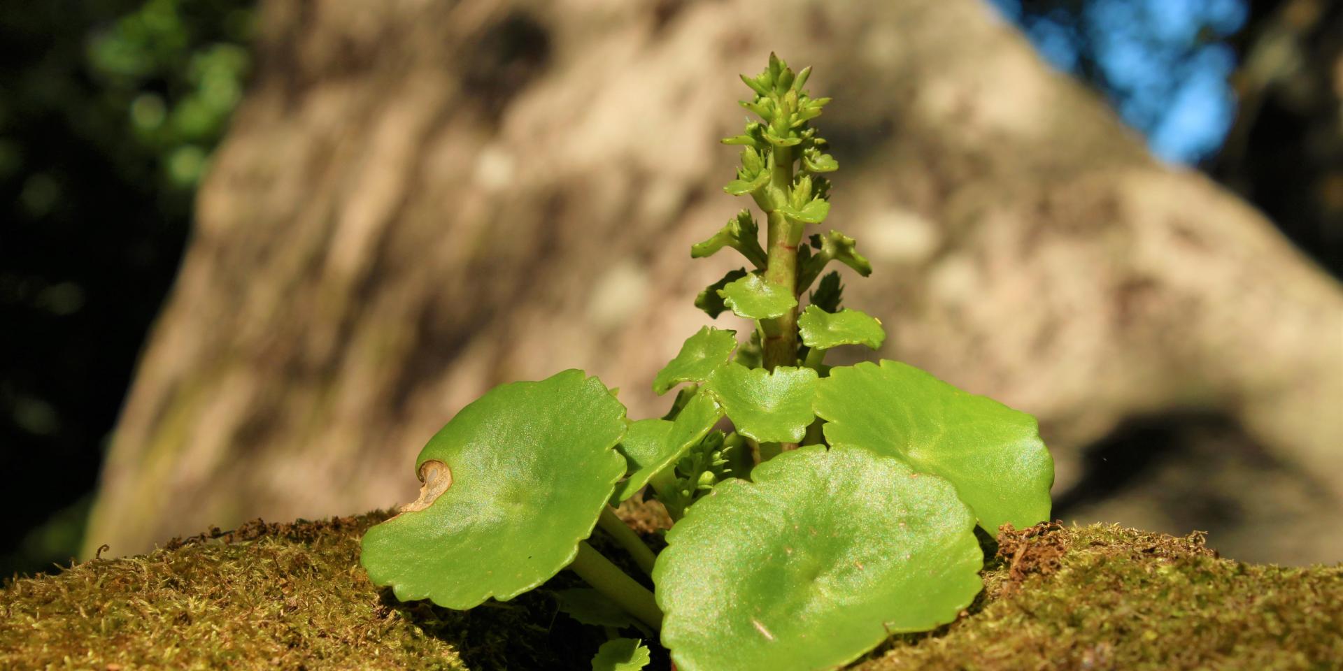 2023 Visual TounNature - The plant and its mysteries (photo OT CGR)
