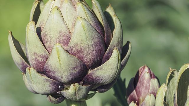 Artichaut breton