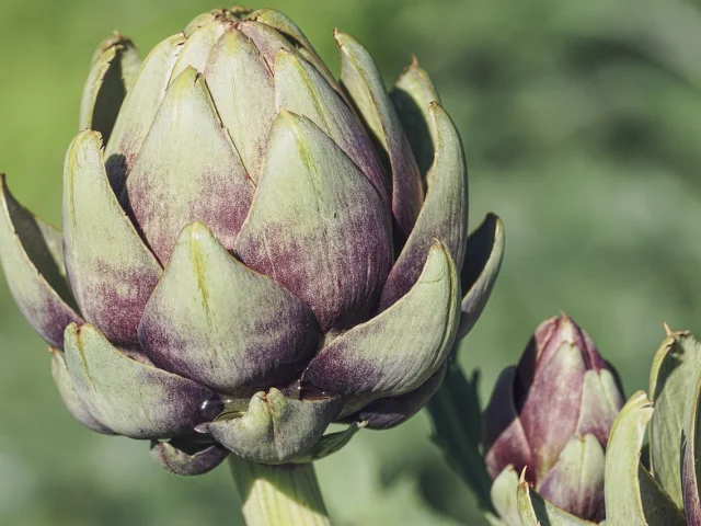 Artichokes Ge16d01551 1280