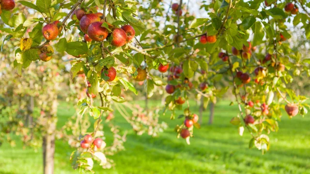 Les vergers de la distillerie Warenghem