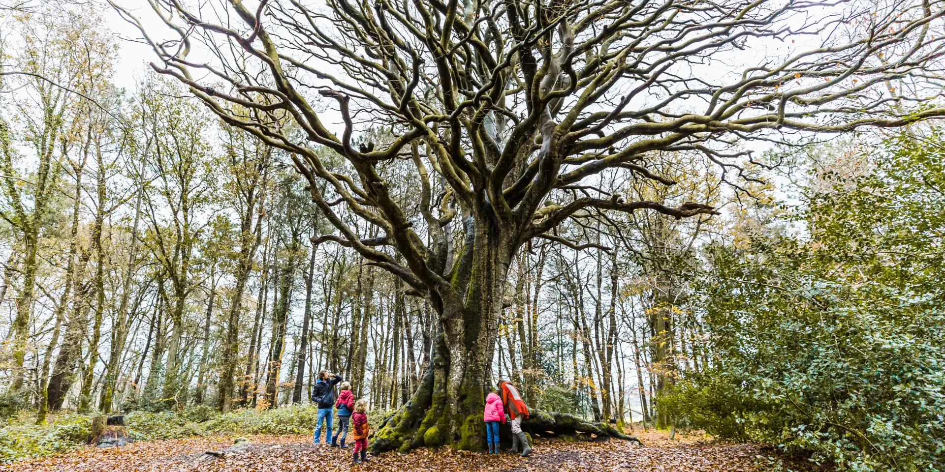 Hêtre de Kervinihy - Le Vieux Marché