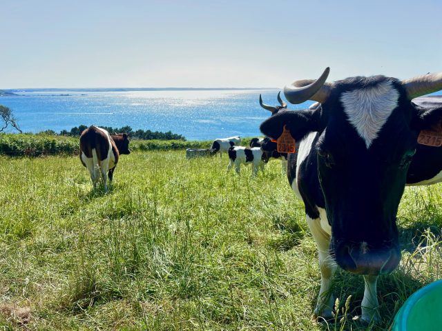Cows Goas Lagorn Trebeurden Lannion 2