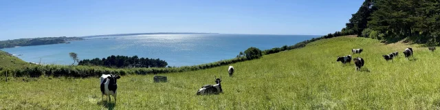 Vaches Pie Noire à Goas Lagorn - Trébeurden/Lannion