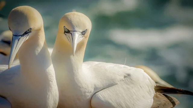 2 Fous de Bassan nichent au dessus de la mer