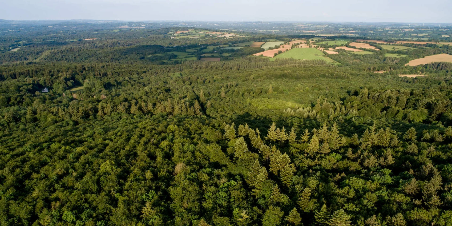Foret De Beffou