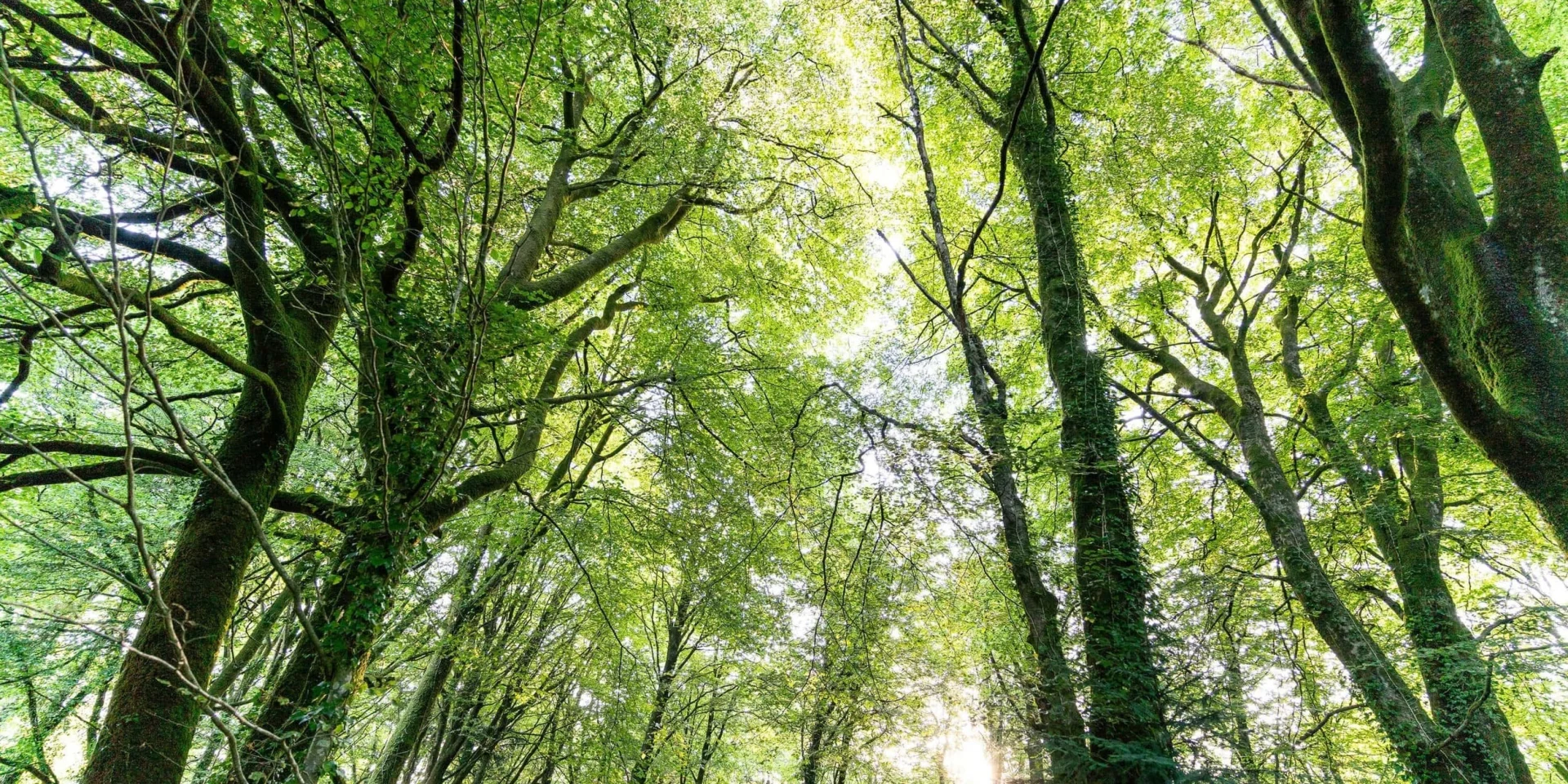 Foret De Beffou 4