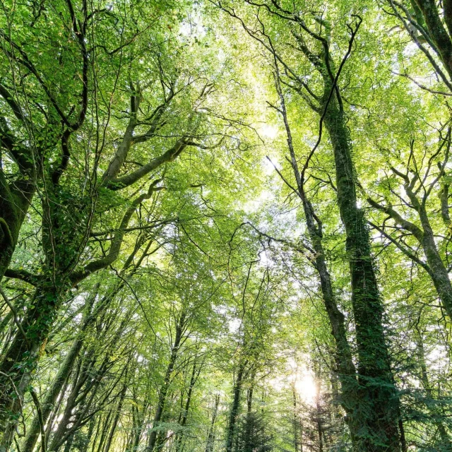 Foret De Beffou 4