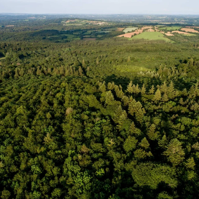 Foret De Beffou