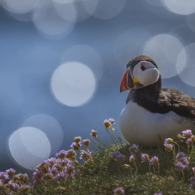 Un macareux moine sur l'archipel des 7 Iles