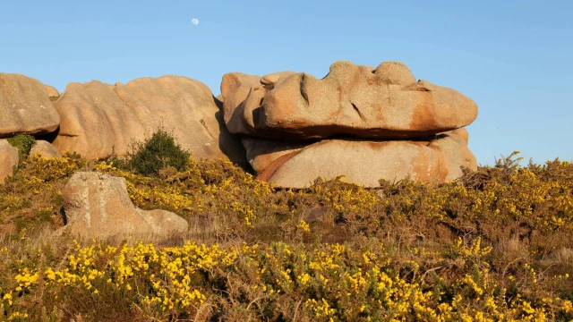 Des ajoncs devant des chaos granitiques de la Côte de Granit Rose