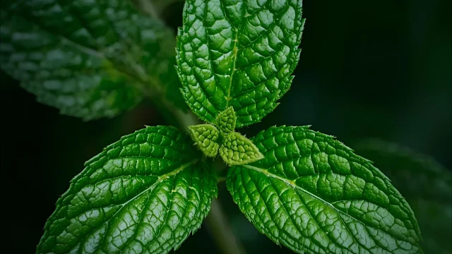 Feuille De Menthe