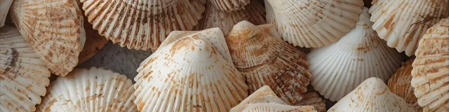 Plusieurs Coquilles De Coquilles Saint Jacques