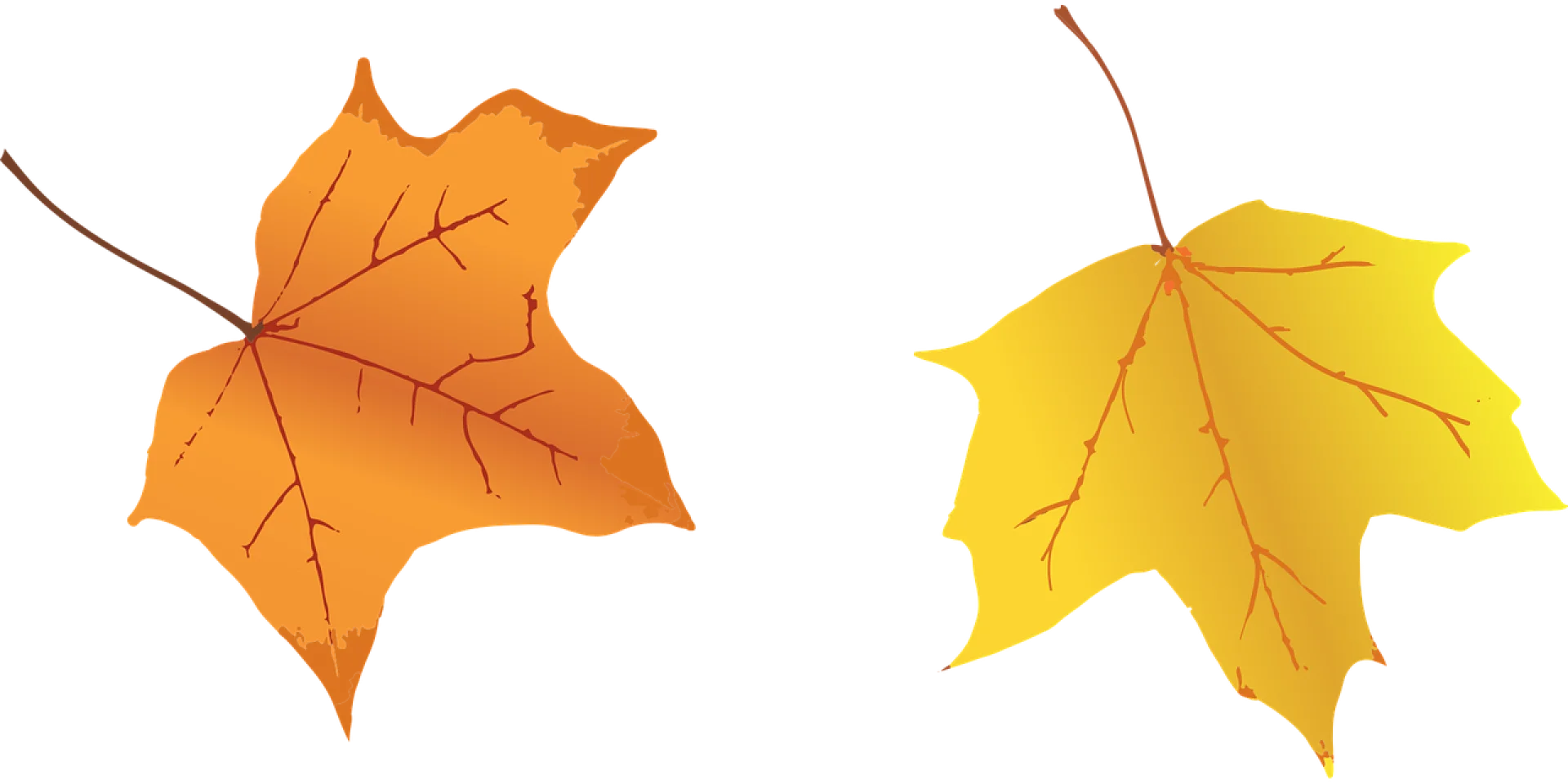 Leaves 1634105 1280