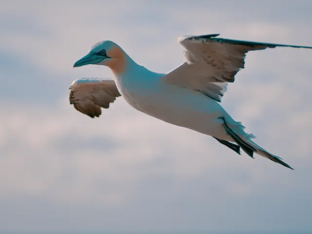 Fous De Bassan Chimair 5