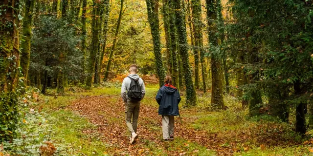 Deux personnes se baladent dans un grande allée en Forêt de Beffou