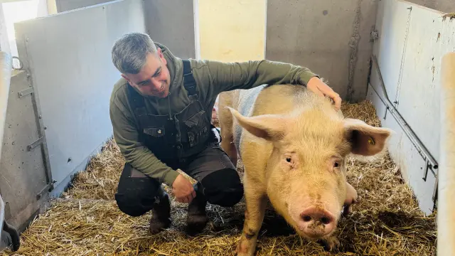 Antoine Person souriant et accroupi à côté d'une truie