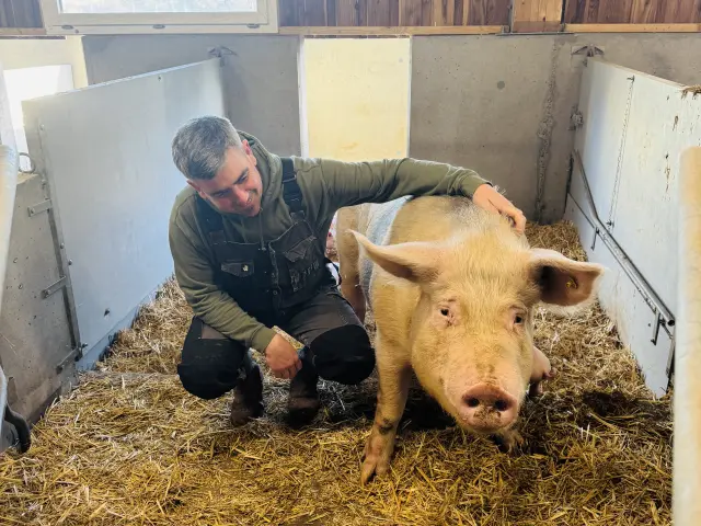 Antoine Person souriant et accroupi à côté d'une truie