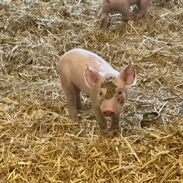 Petit porcelet sur de la paille avec de la terre sur la tête