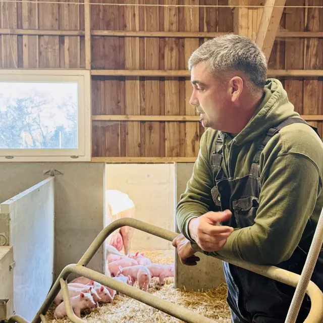 Antoine Person accoudé sur une barrière non loin d'une truie et de ses petits porcelets sur de la paille