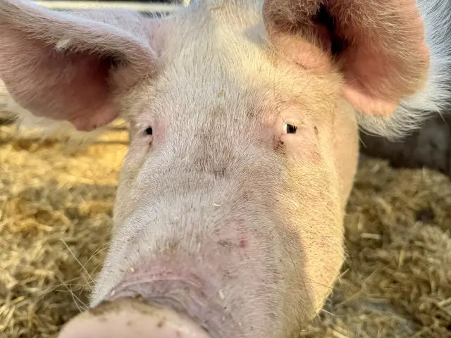 Gros plan de la tête d'un porc à l'extérieur