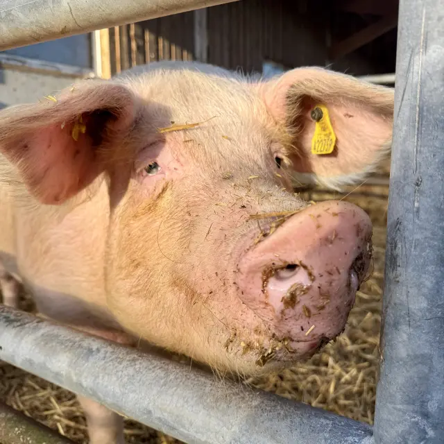 Gros plan sur la tête d'un porc à côté de la barrière à l'extérieur