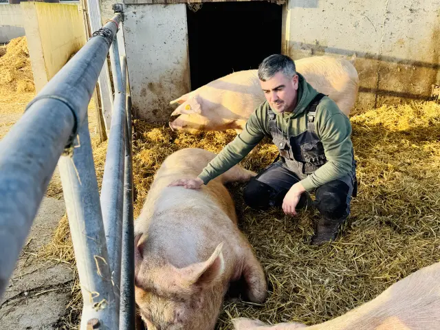 Antoine Person se tenant accroupi sur de la paille et entouré de 3 porcs