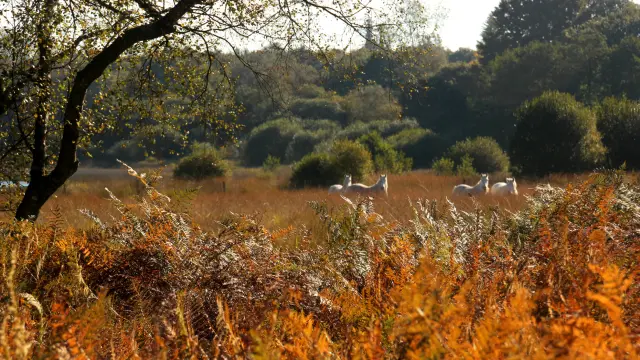 Reserve Naturelle Plounerin Marie Thiberville Declicarmor