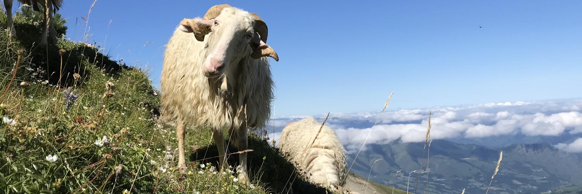 Brebis sur les pentes du pic d'Arlas - La Pierre Saint-Martin (Pyrénées béarnaises)