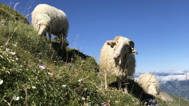 Brebis sur les pentes du pic d'Arlas - La Pierre Saint-Martin (Pyrénées béarnaises)