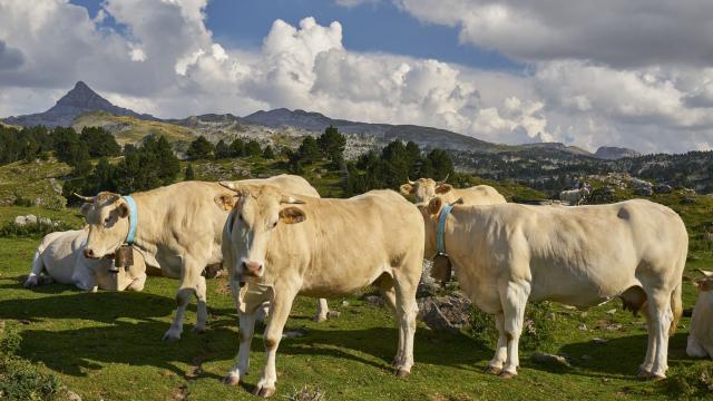 Troupeau de vaches sur les estives de La Pierre Saint-Martin