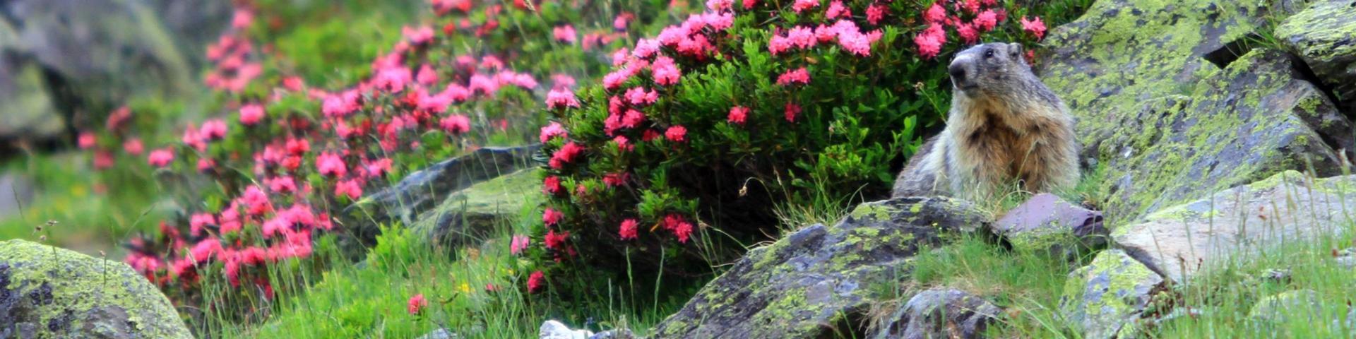 Dès la sortie de l’hibernation, la marmotte est présente sur le secteur du Pescamou à La Pierre Saint-Martin