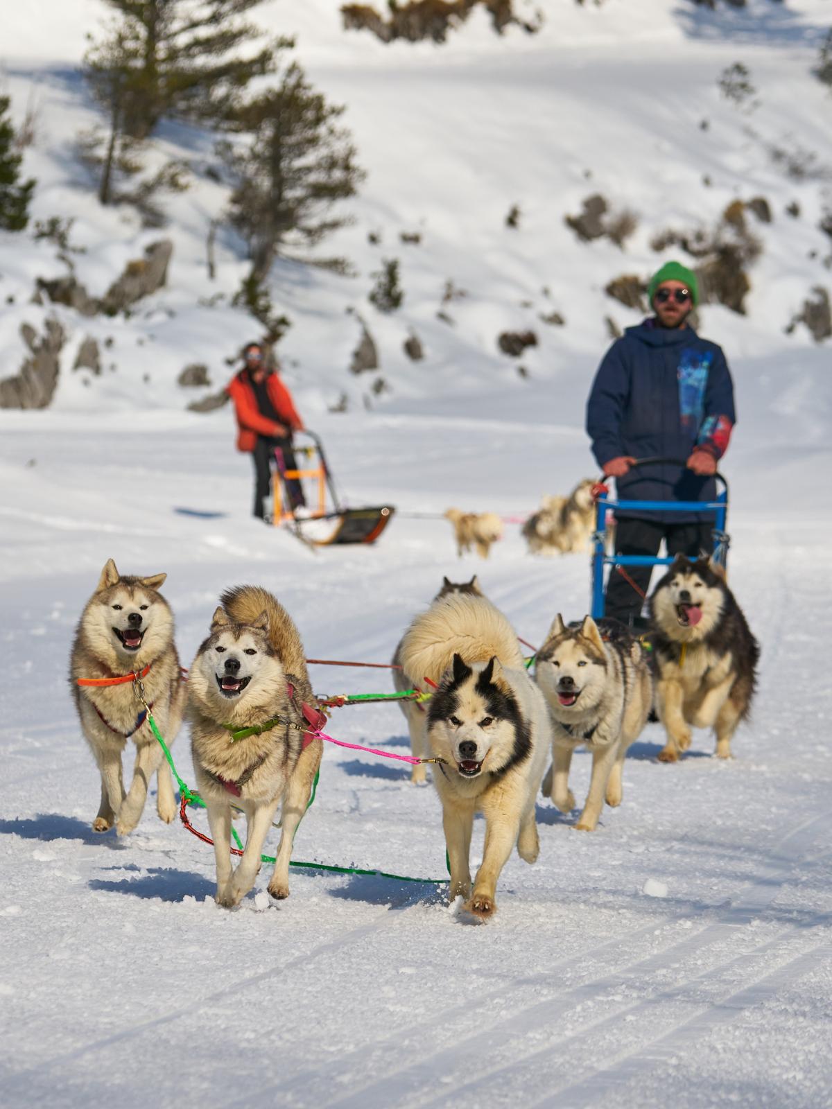 Balade chien de traîneau La Pierre SaintMartin Tarif chien de — free download