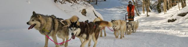 Attelage de husky sibérien pour une sortie en traineaux à chiens