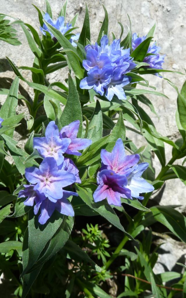 Grémil de Gaston et ses fleurs violettes sur le sentier botanique de La Pierre Saint-Martin
