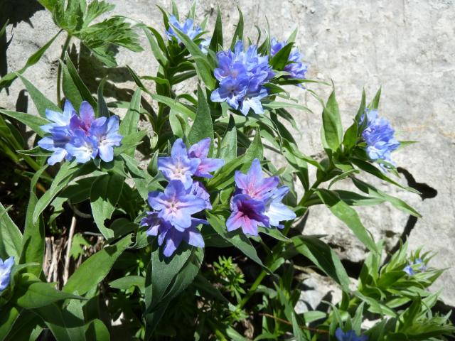 Grémil de Gaston et ses fleurs violettes sur le sentier botanique de La Pierre Saint-Martin