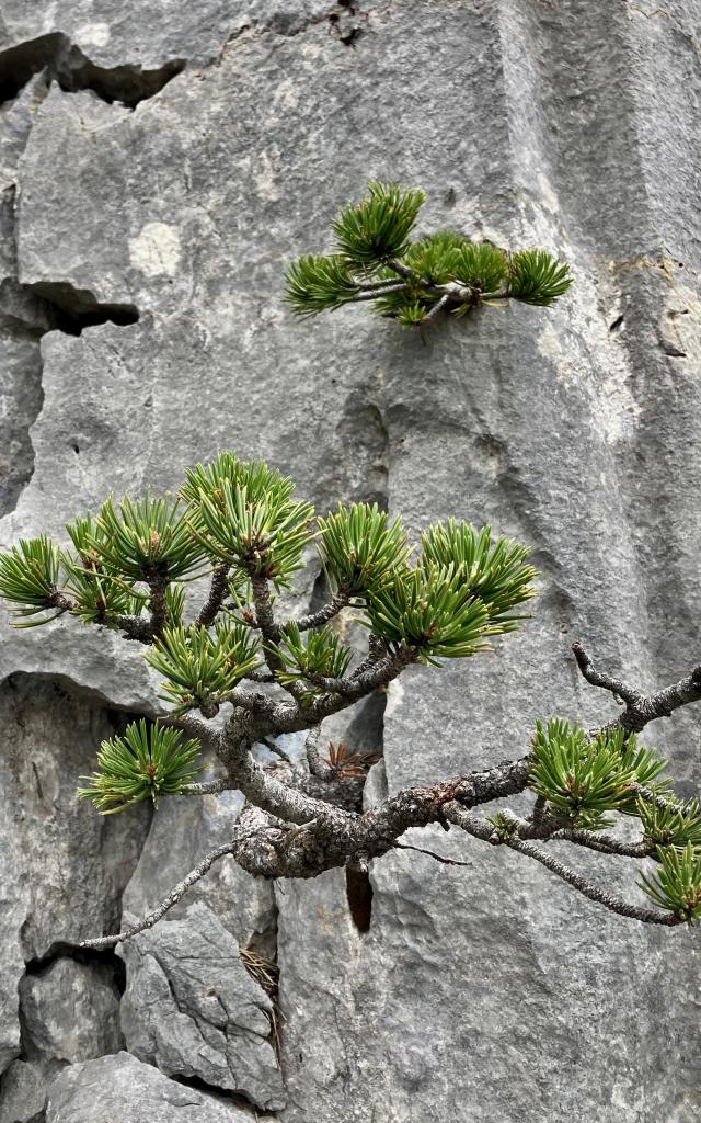 Pin à crochet dans la roche, caractéristique des paysages du massif de La Pierre Saint-Martin