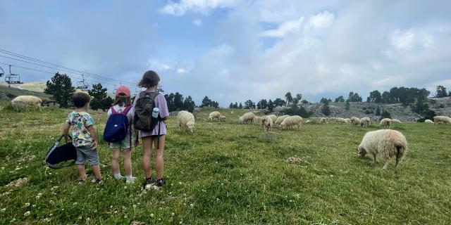 Troupeaux de brebis à La Pierre Saint-Martin, sur le parcours de Terra aventura