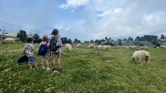 Troupeaux de brebis à La Pierre Saint-Martin, sur le parcours de Terra aventura