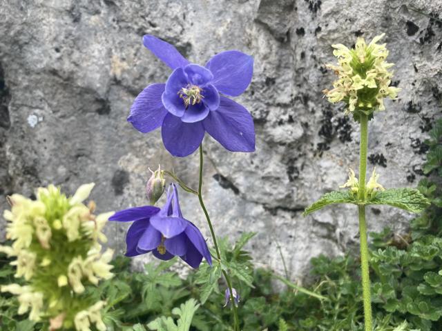 Ancolie des Pyrénées sur le sentier botanique de La Pierre Saint-Martin