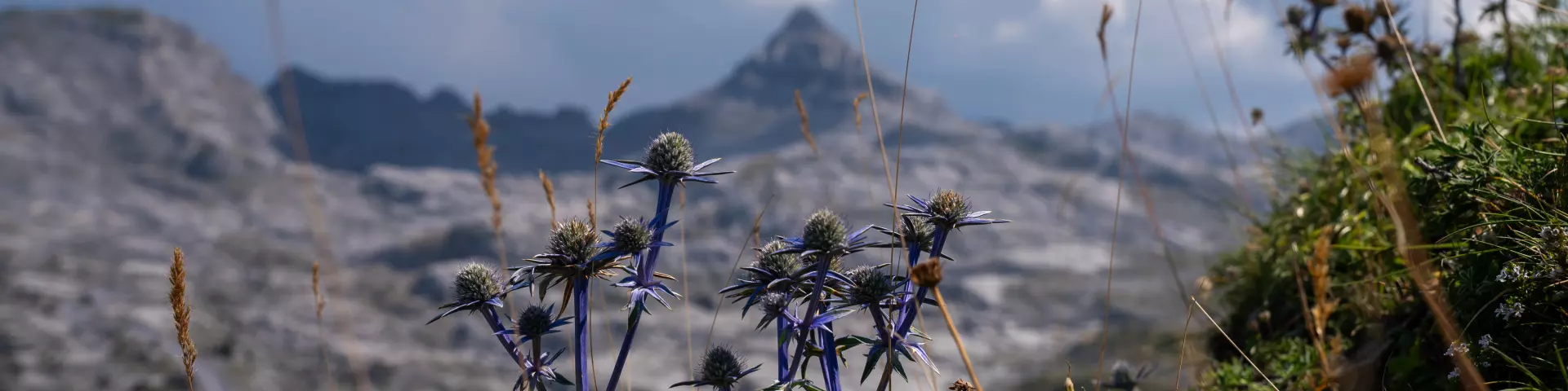 Chardon bleu des Pyrénées et Pic d'Anie à La Pierre Saint-Martin