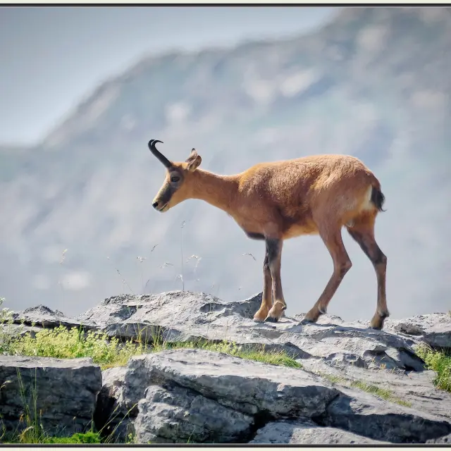 A la découverte de la faune sauvage des Pyrénées, sortie accompagnée en Pyrénées béarnaises.
