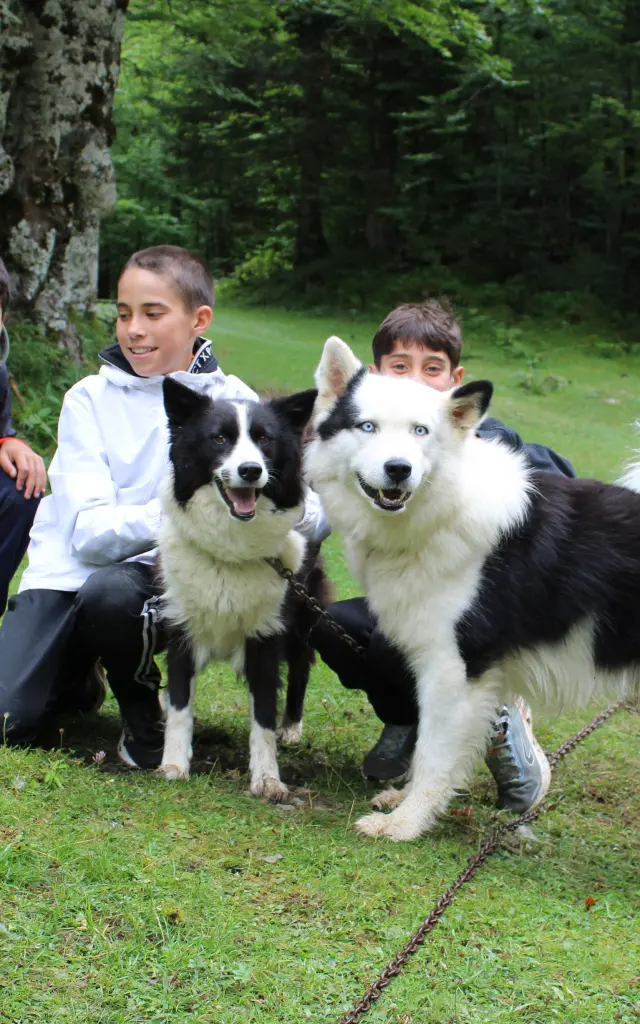 En été, cani-rando dans la forêt du Braca, espace nordique de La Pierre Saint-Martin
