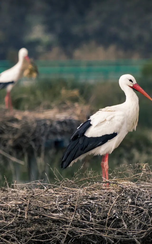 A closeup of a stork standing on its nest with another stork in the background