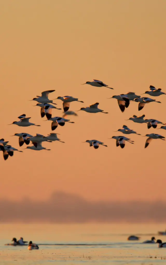 2013 Avocette Elegante Didier Cantin 3