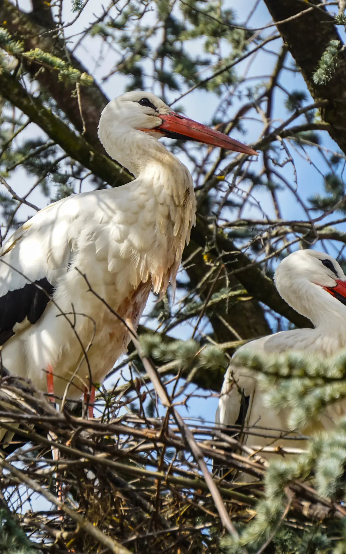 Vue A Faible Angle Des Oiseaux Perches Sur Un Arbre
