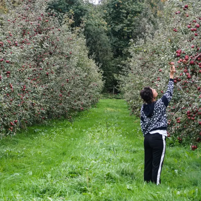 Verger De La Ferme De Cornesse Cp Casquette Et Baskets Mayenne Tourisme 9173