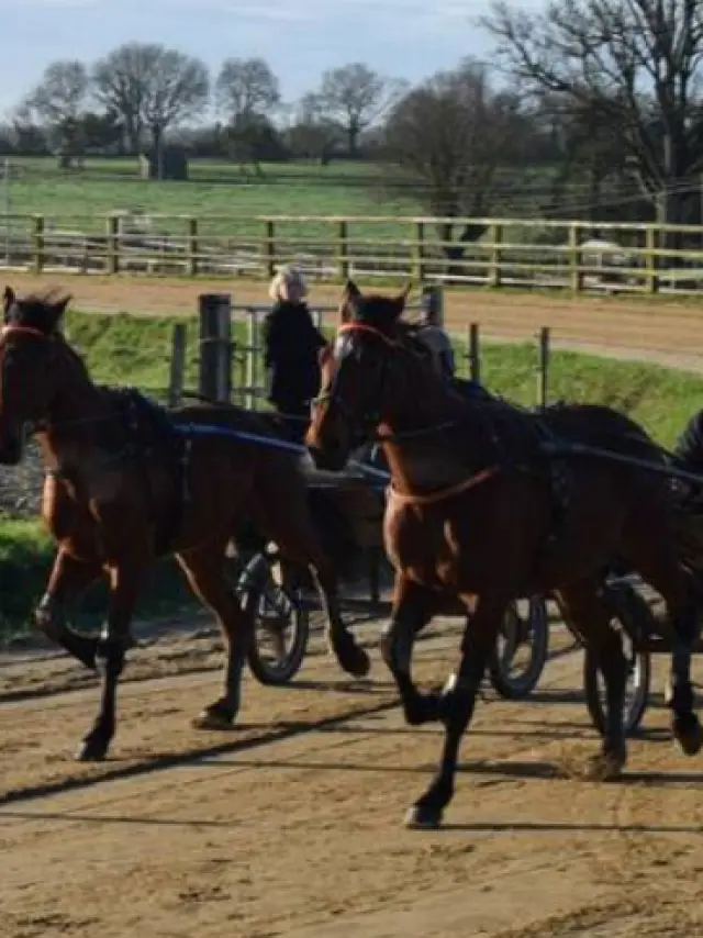 Mickael Lecourt Equestrian Farm